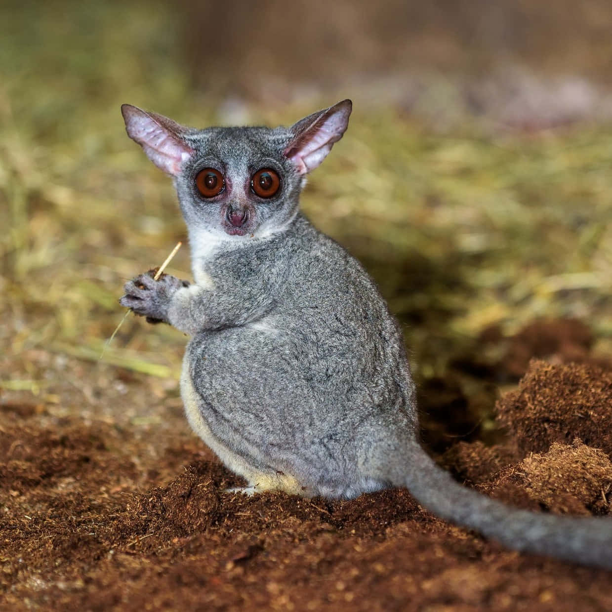 Bush Baby With Big Eyes Background