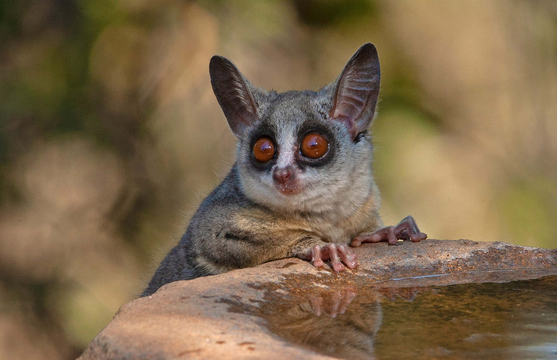 Bush Baby With Large Eyes Background