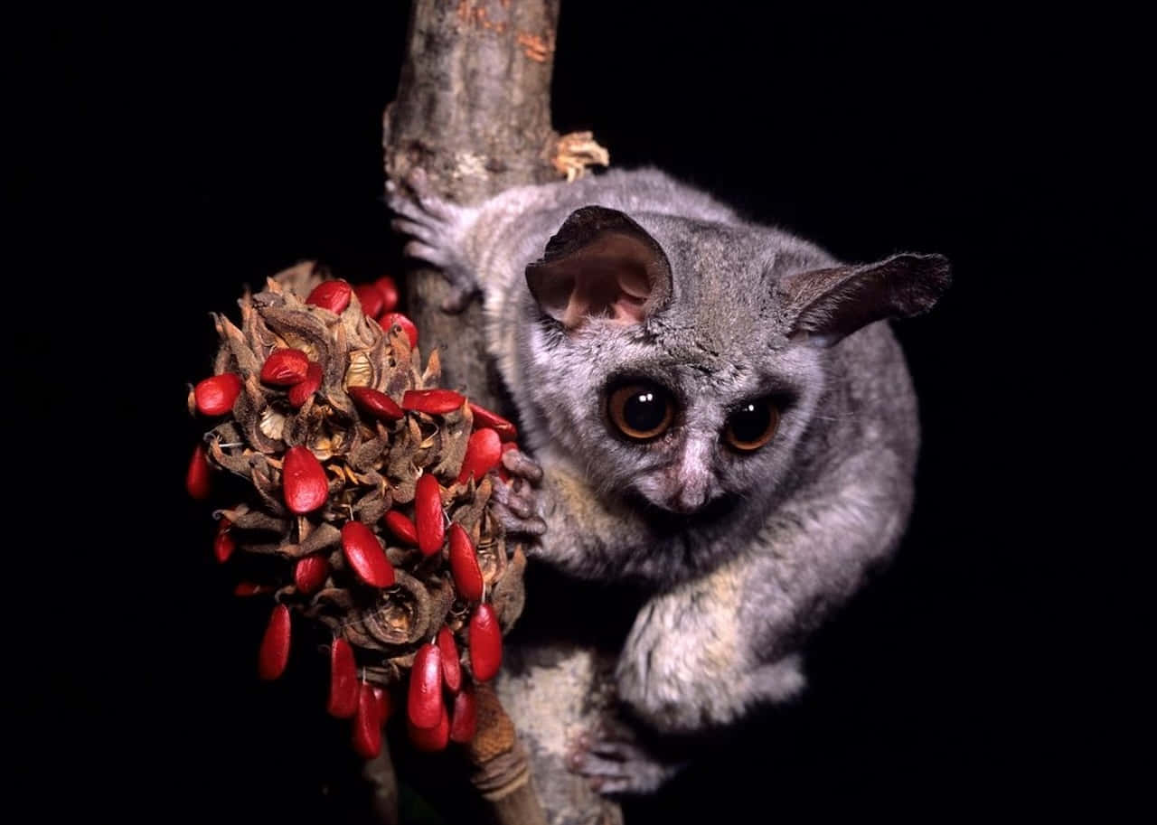 Bush_ Baby_ With_ Magnolia_ Pods.jpg Background