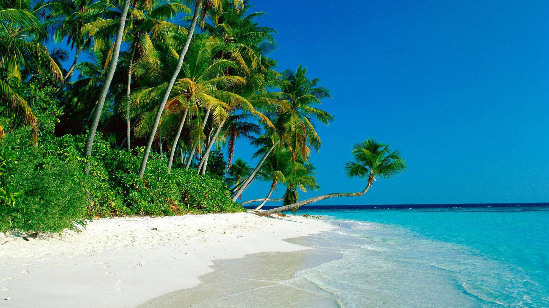 Bushes And Coconut Trees Lined Up On White Sand Background