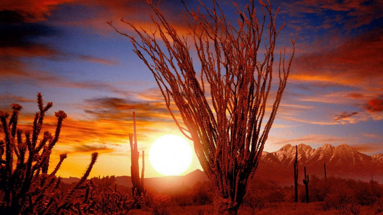 Bushes And Desert Sun