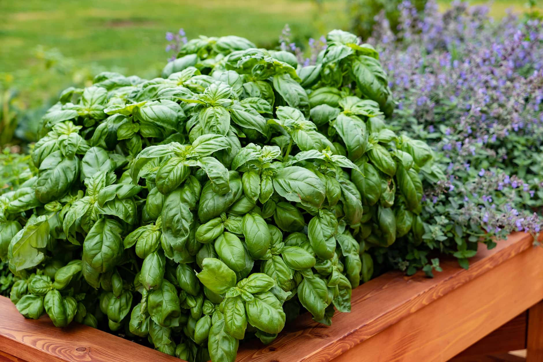 Bushy Basil Herb Shrub Plant Box Background