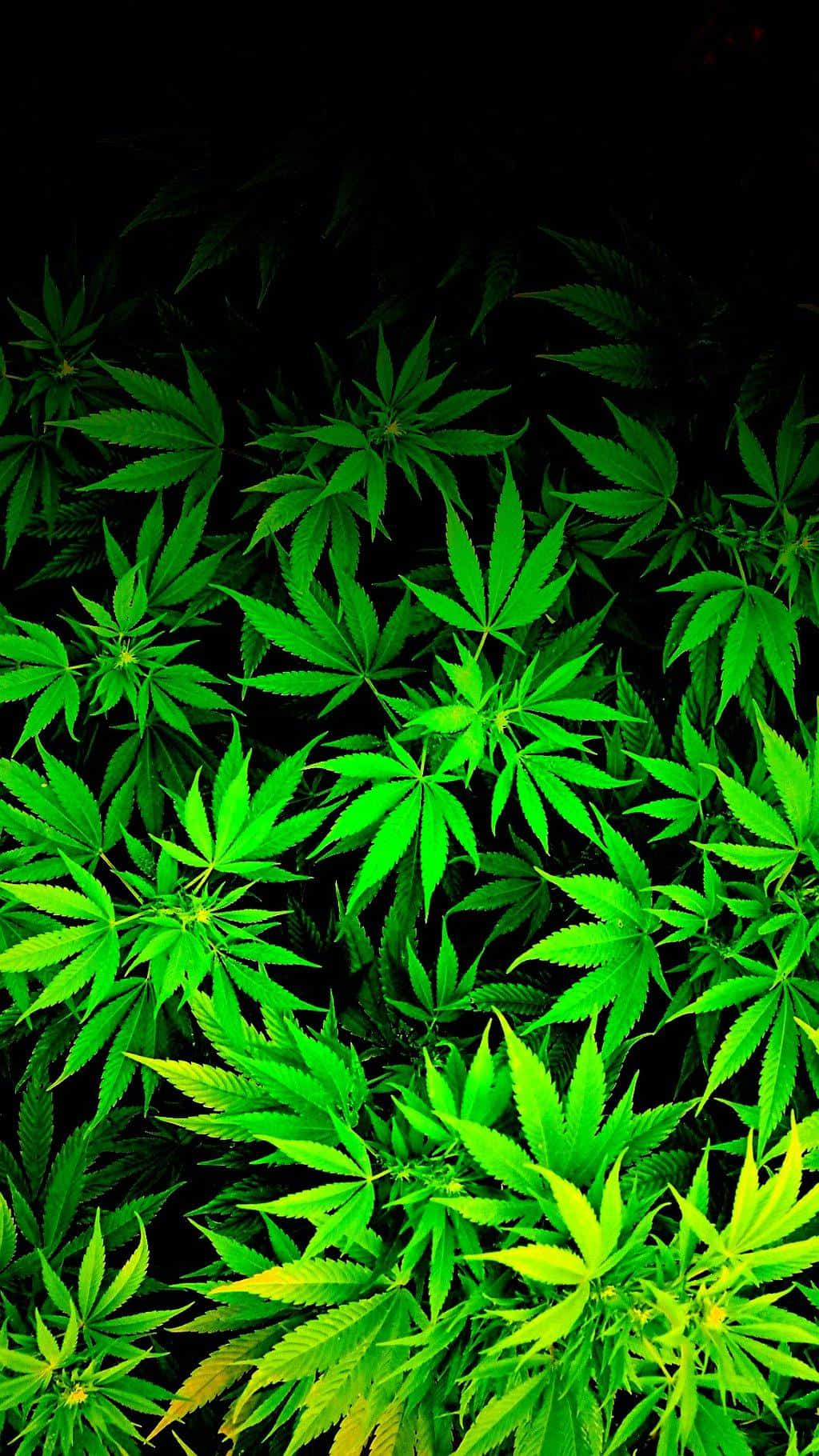 Bushy Cannabis Leaf Background