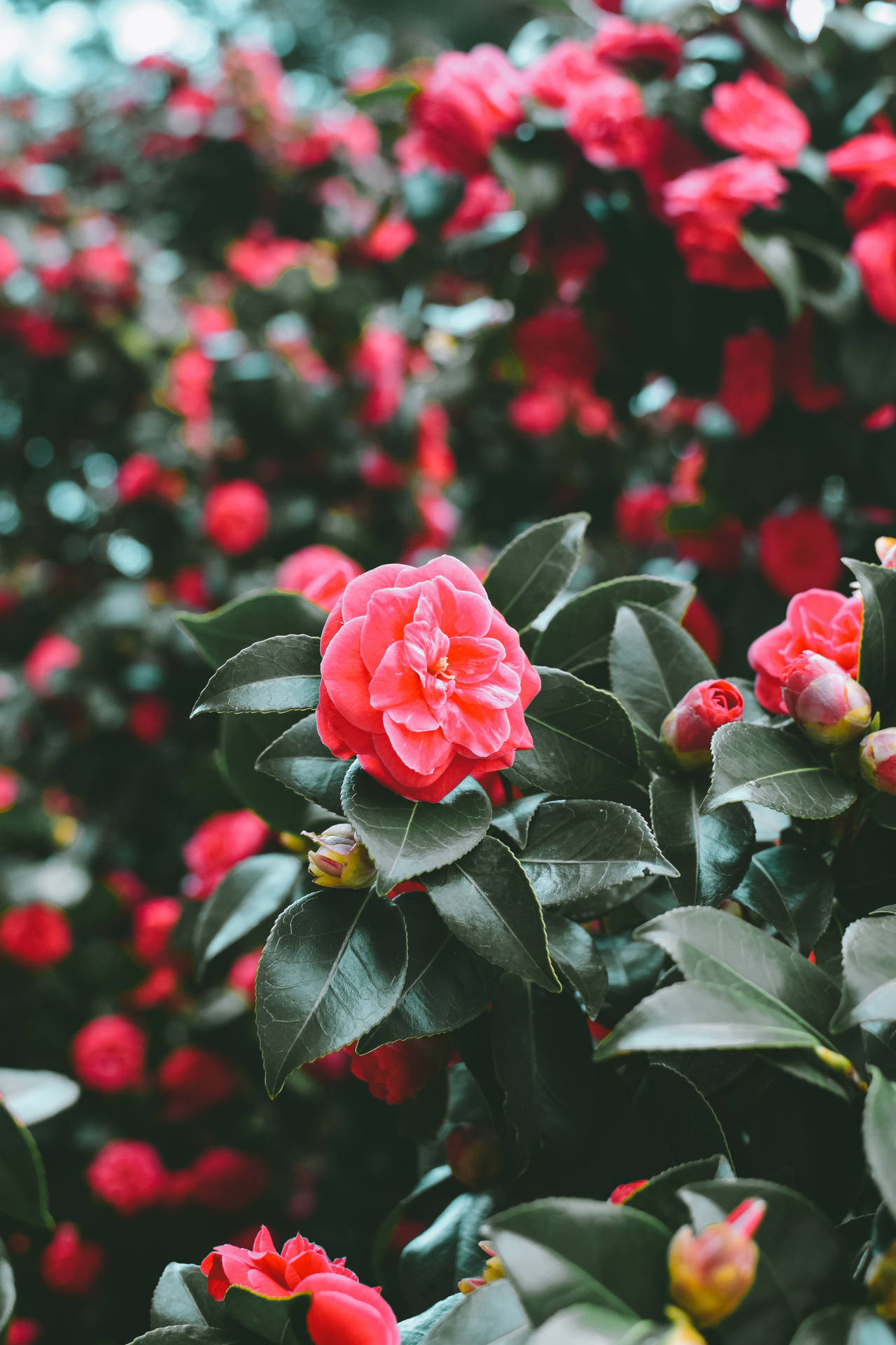 Bushy Red Spring Flowers Background