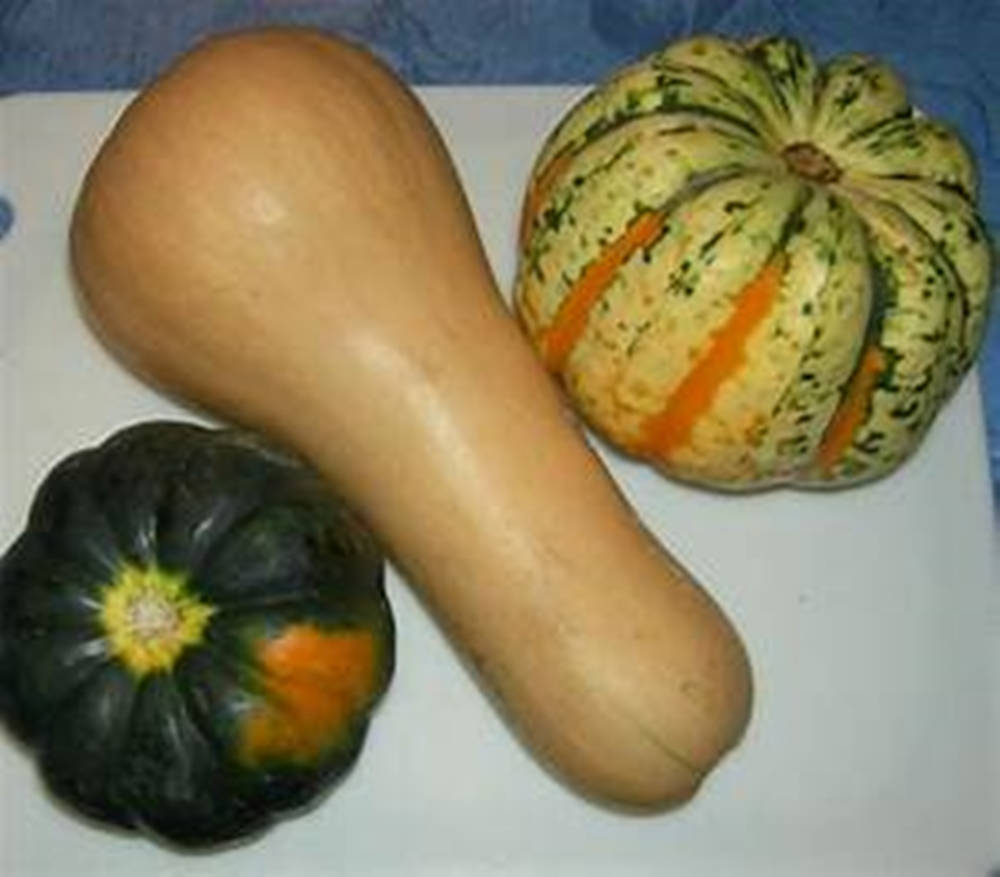 Buttercup And Butternut Yellow Squash