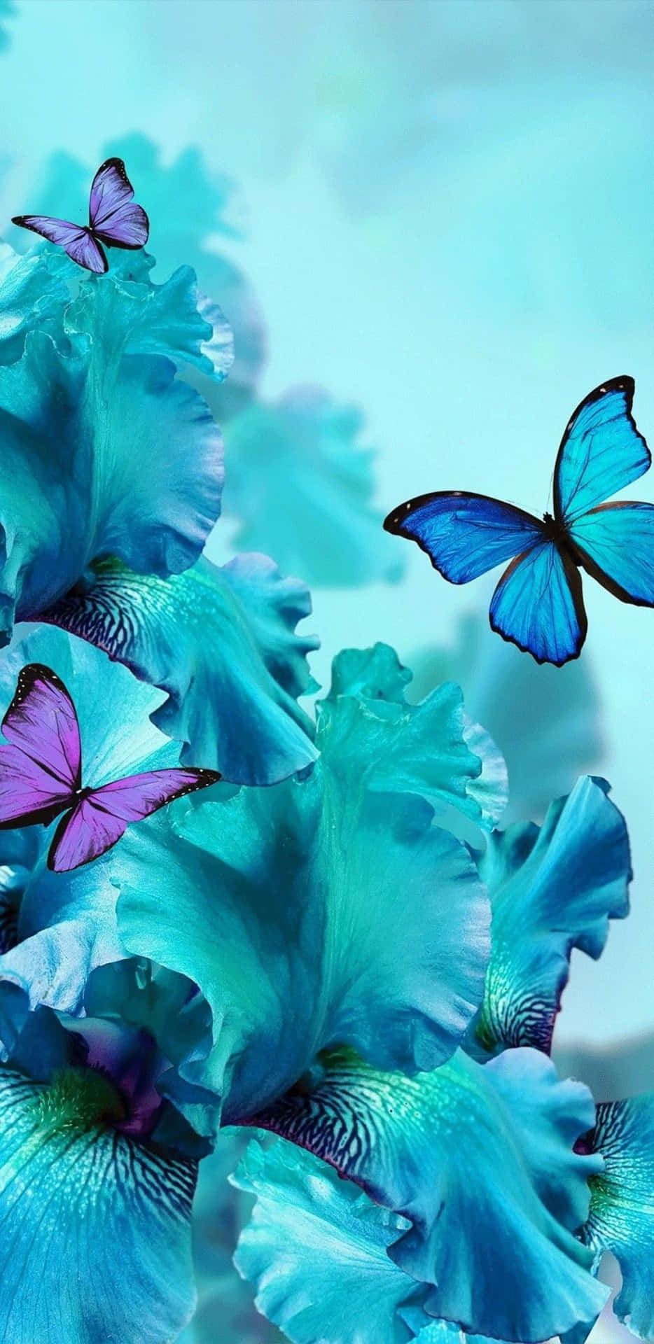 Butterflies And Teal Flower Background