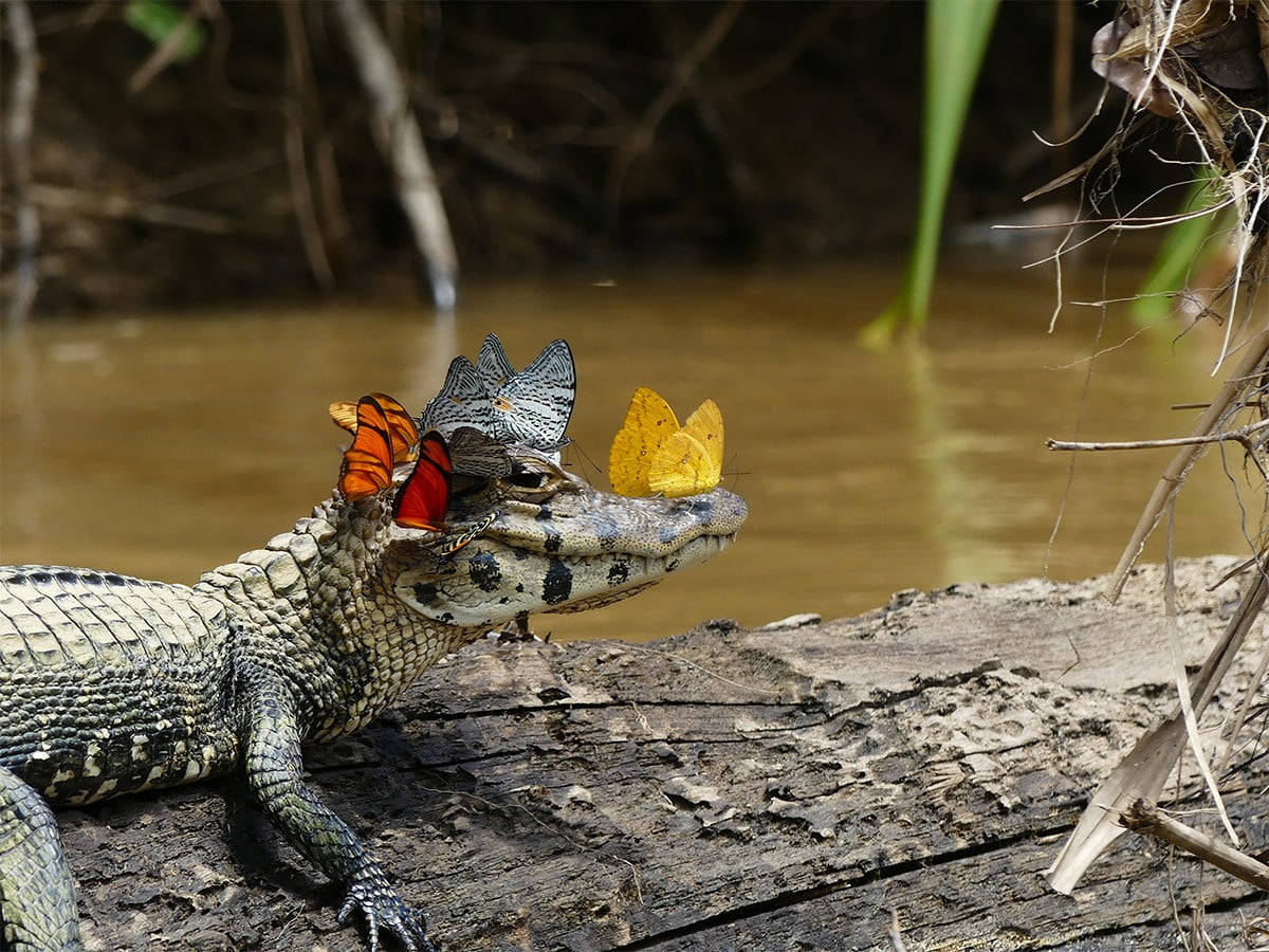 Butterflies On Caiman