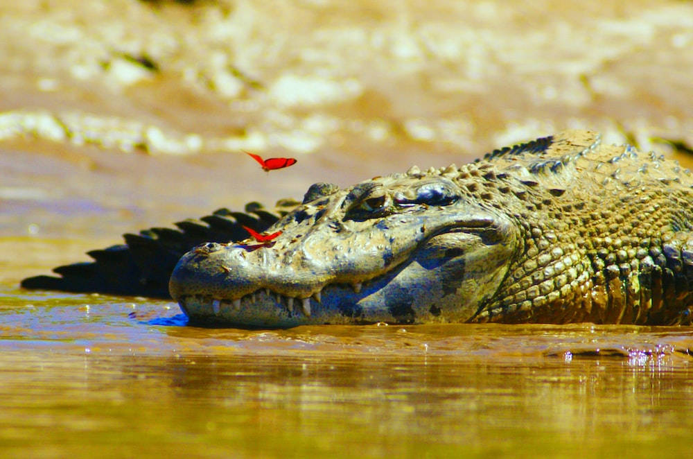 Butterflies On Caiman