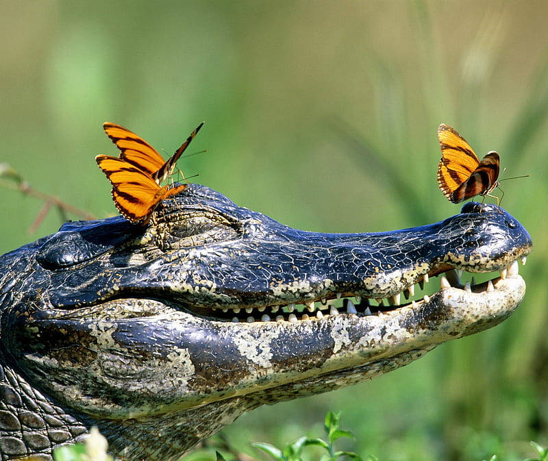 Butterflies On Caiman's Snout