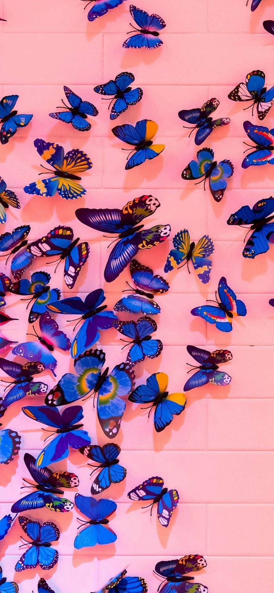 Butterflies On Pink Wall Background