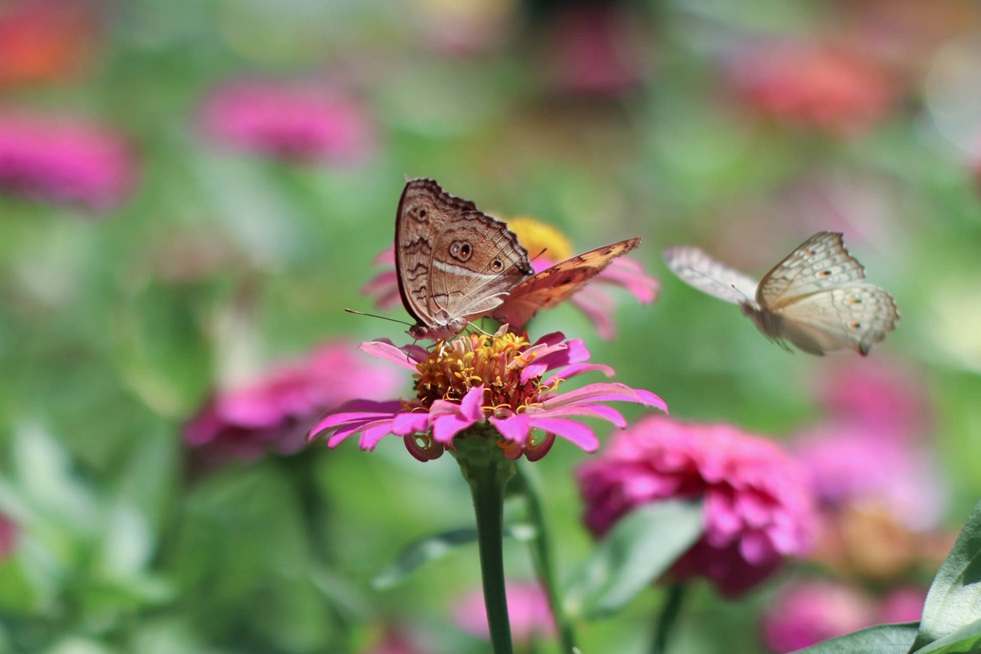 Butterflies On Zinnia Flower Background