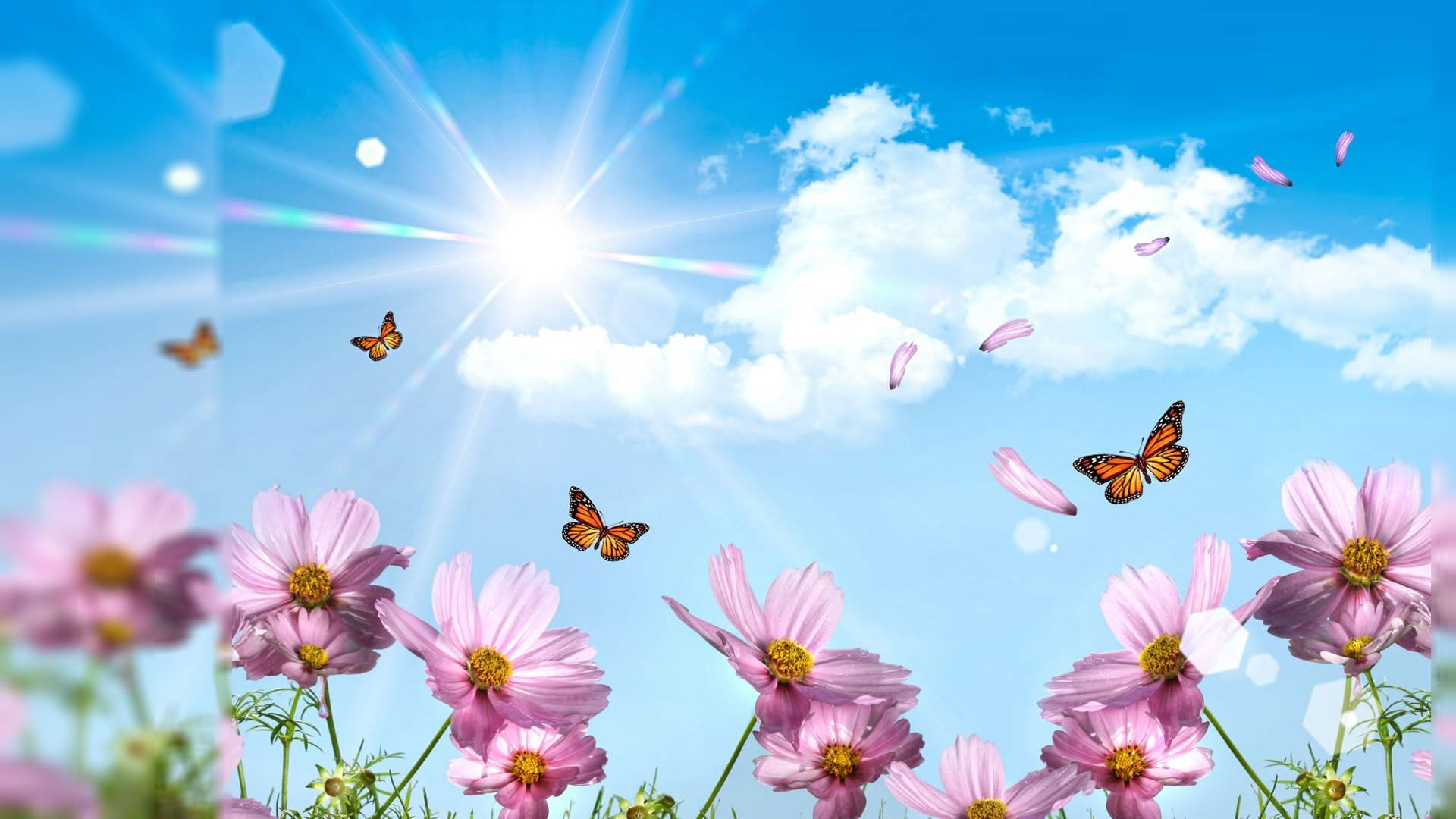 Butterflies Summer Desktop Background