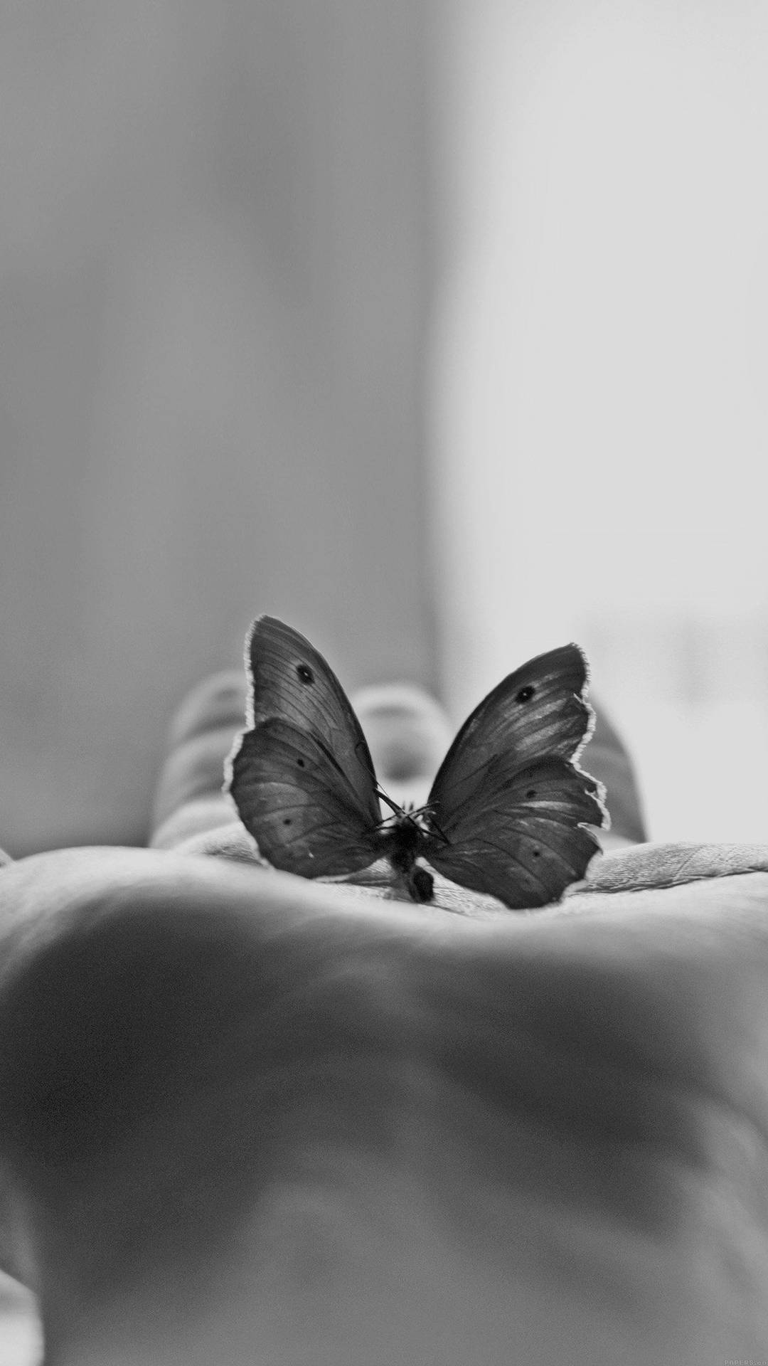 Butterfly Aesthetic Greyscale Background