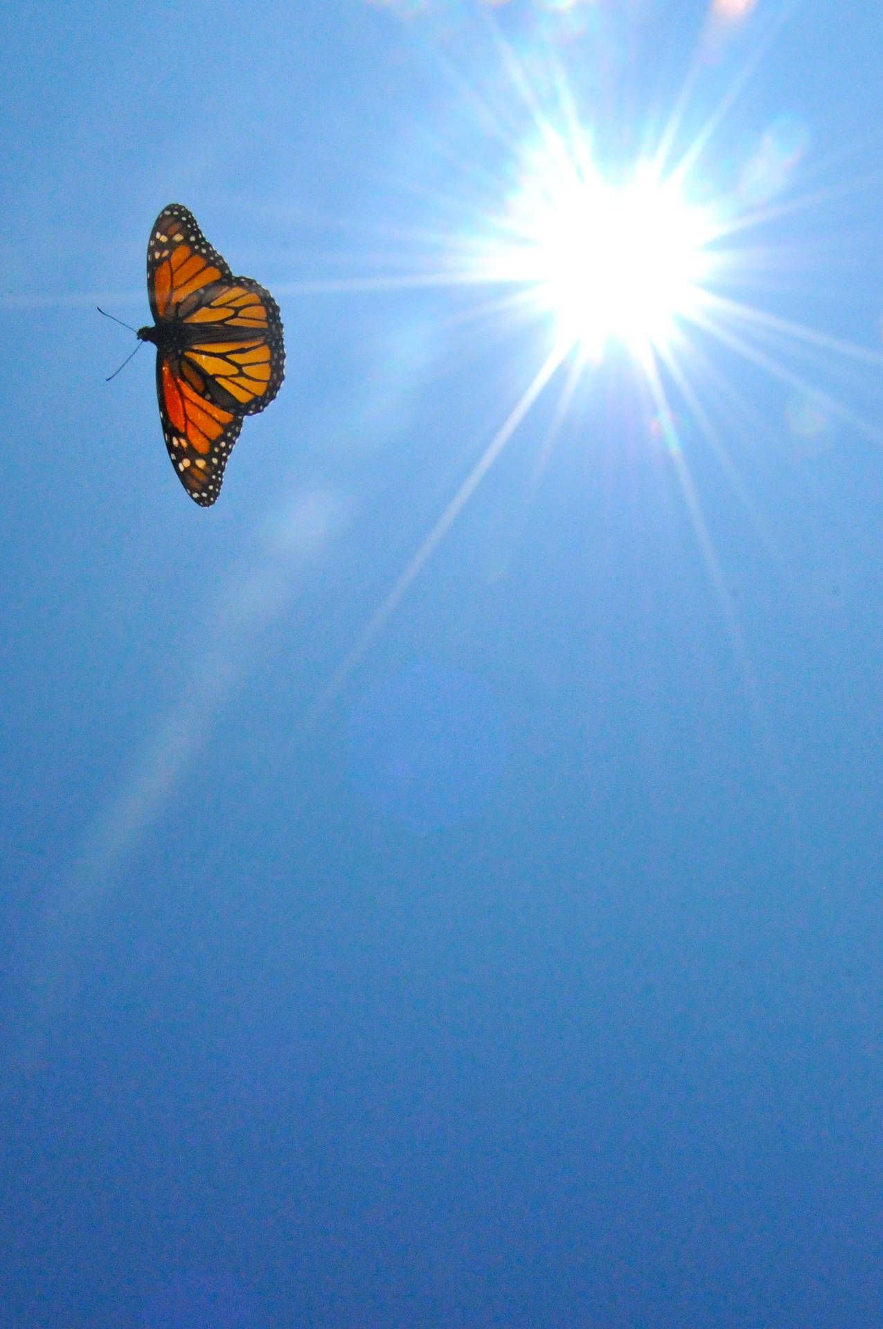 Butterfly Aesthetic In Clear Blue Sky Background