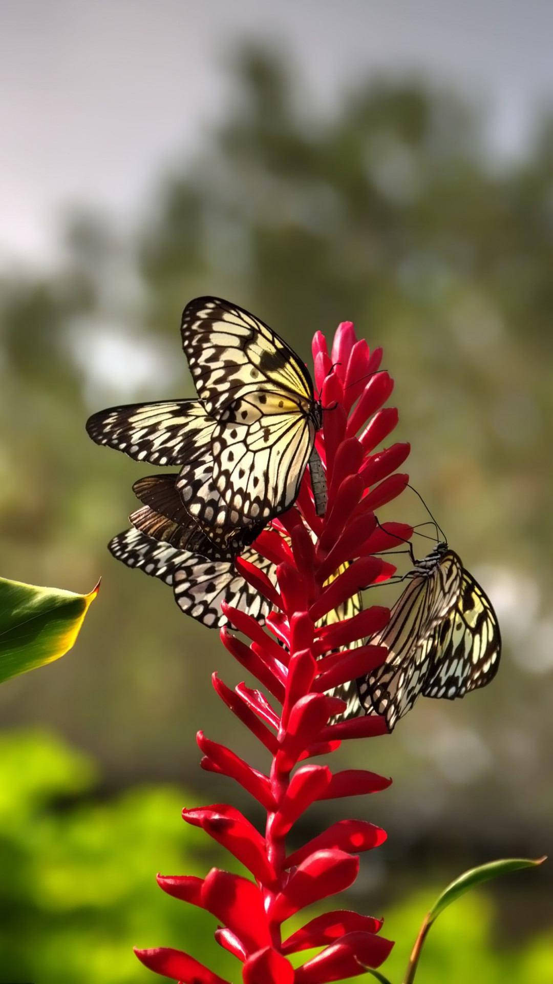 Butterfly Aesthetic On Red Flower Background