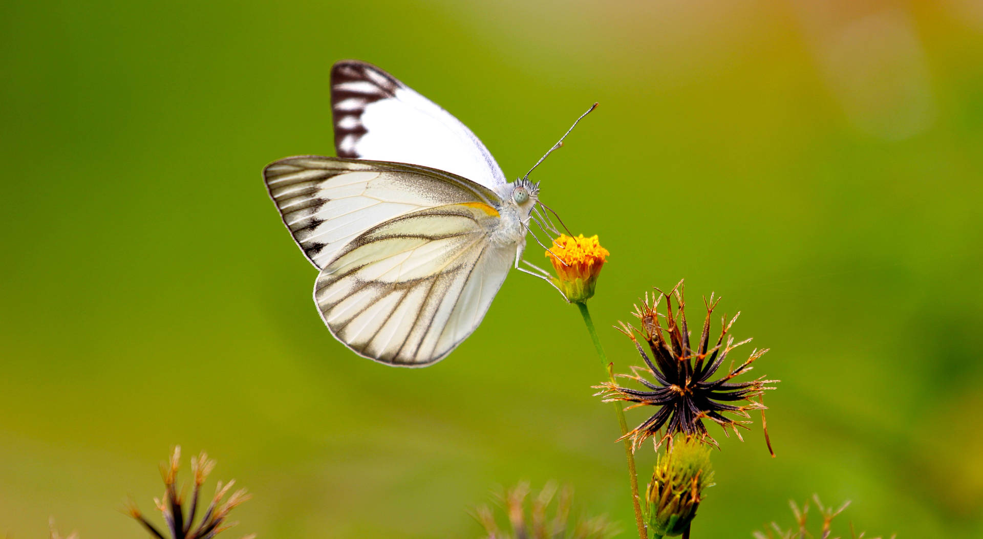 Butterfly Aesthetic On Yellow Flower Background