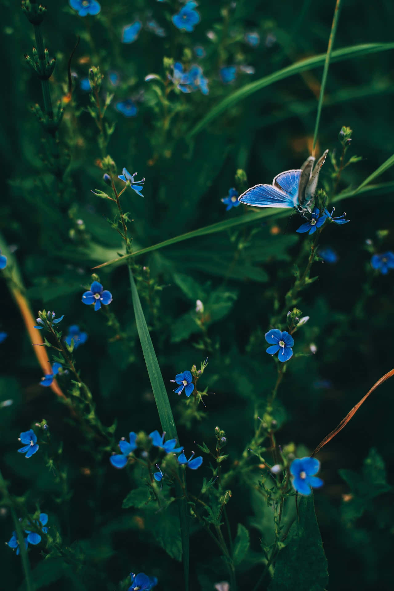 Butterfly And Blue Flowers Phone Background