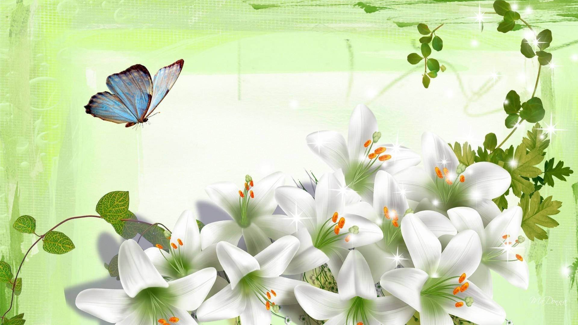 Butterfly And White Lily Flowers