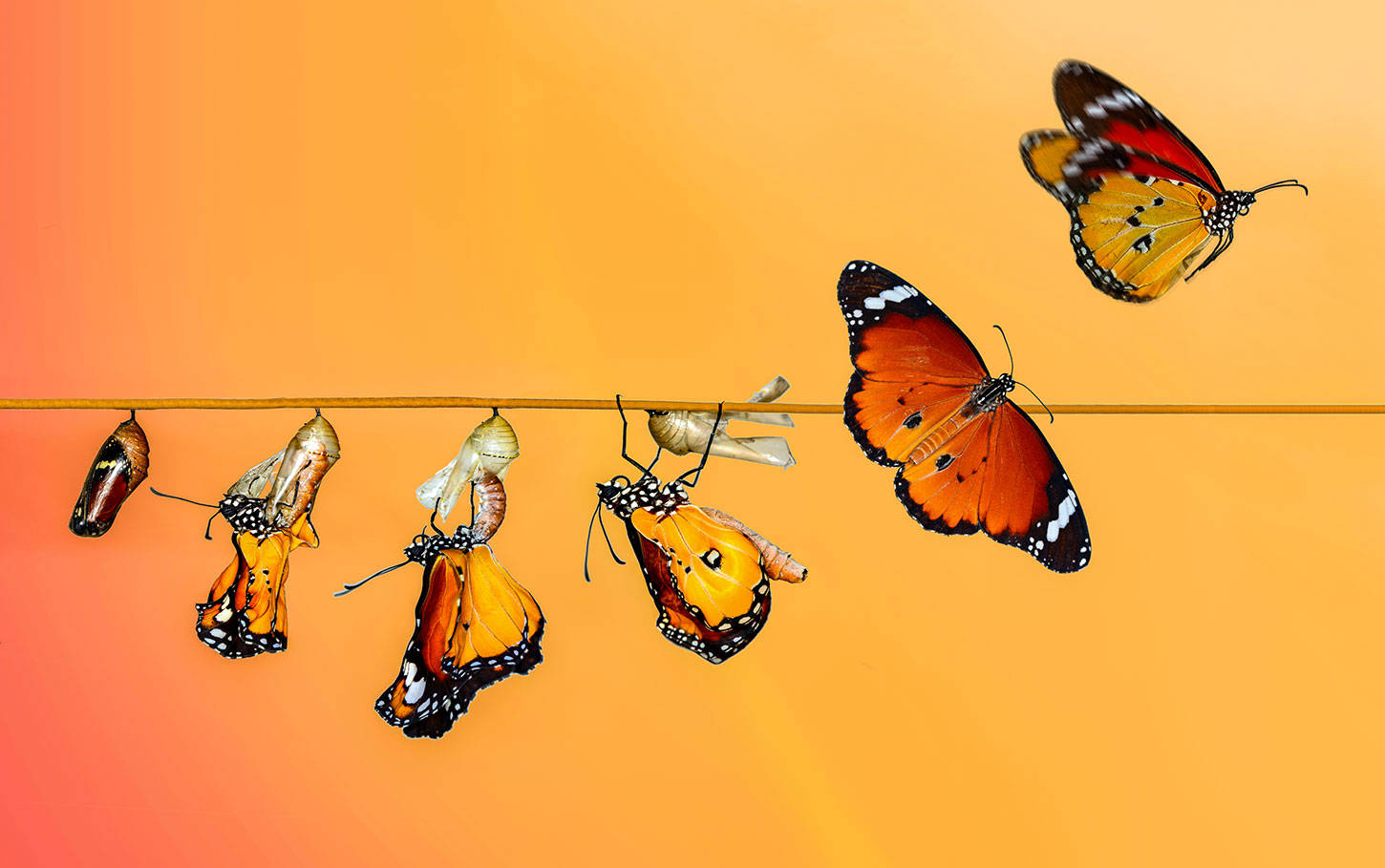 Butterfly Cocoon Evolution Background