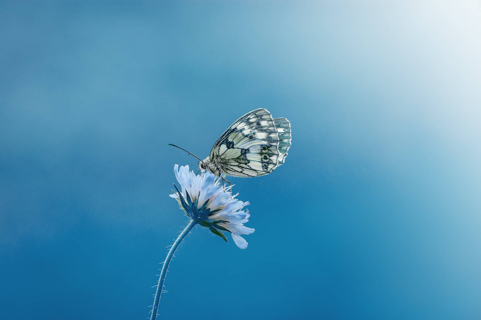 Butterfly Flower Blue Color Hd Background