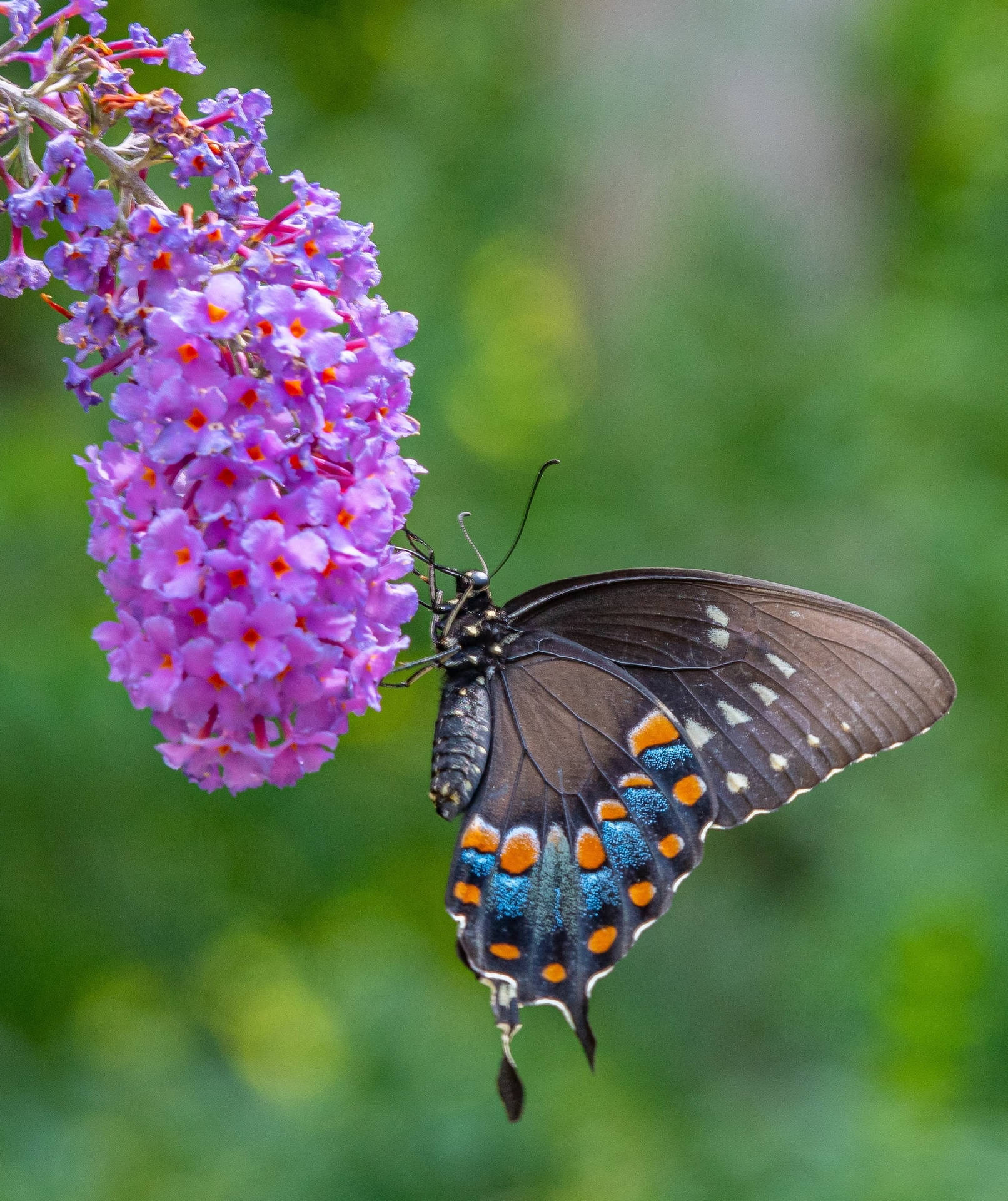 Butterfly In A Wisteria Flower Iphone Background