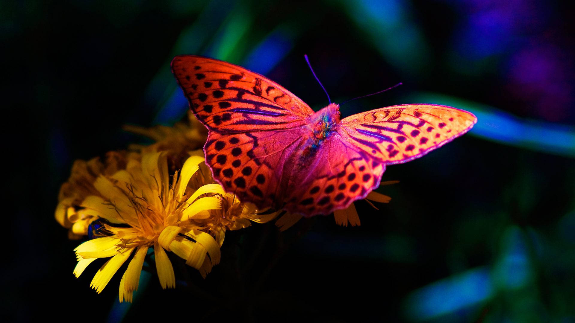 Butterfly In Full Desktop Screen Hd