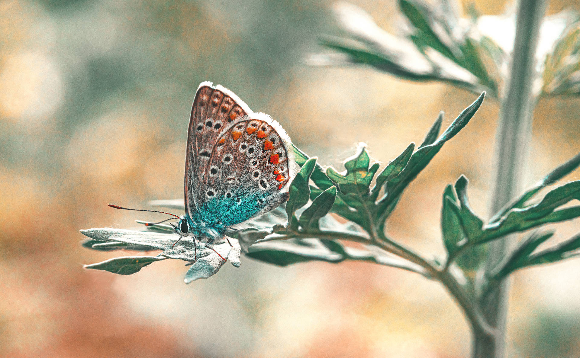 Butterfly In Kazakhstan Background