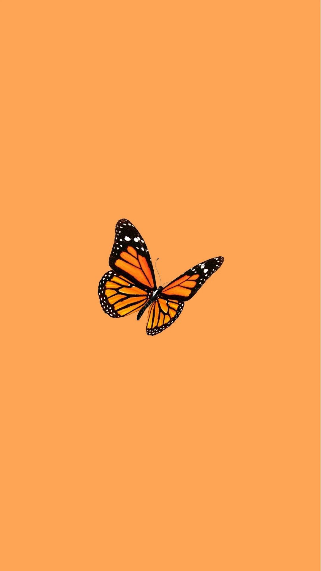Butterfly In Orange Background Background