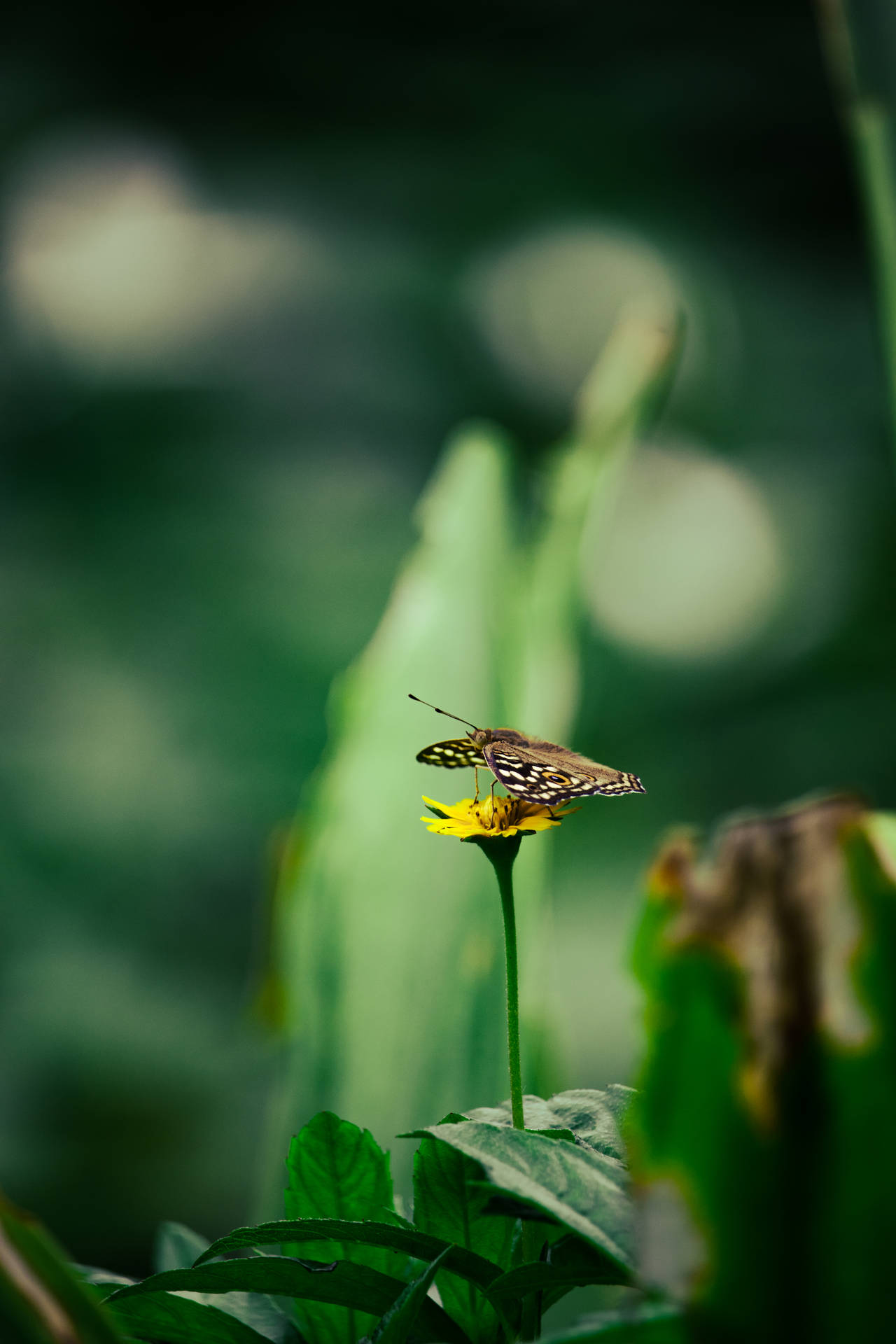 Butterfly In Sunflower Aesthetic Background