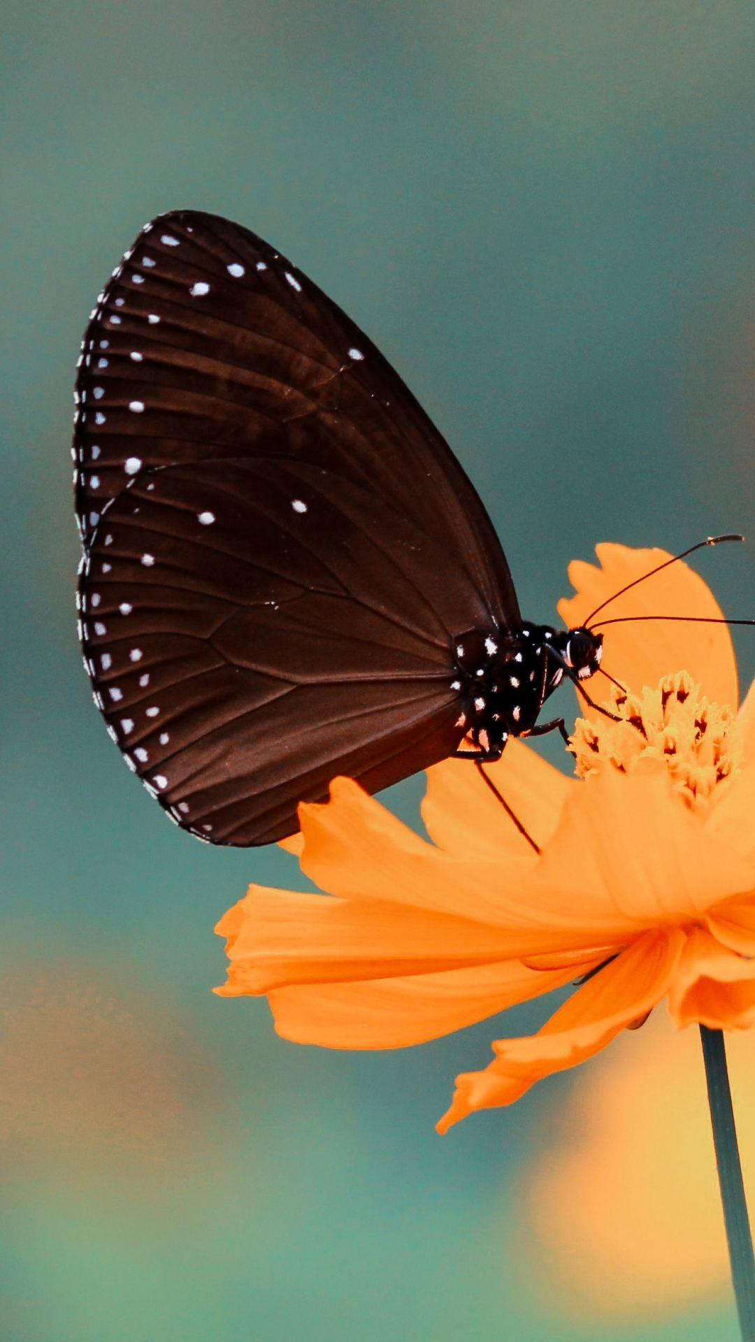 Butterfly Iphone Screen Display Macro Shot Background