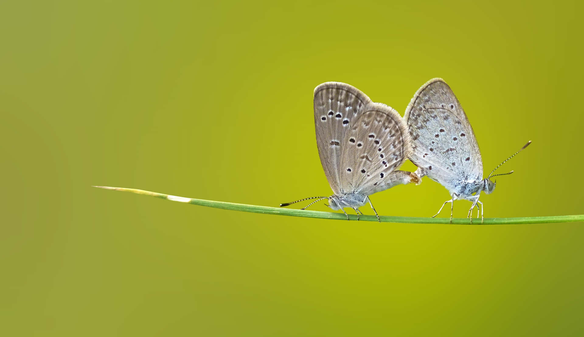 Butterfly Laptop Case Background