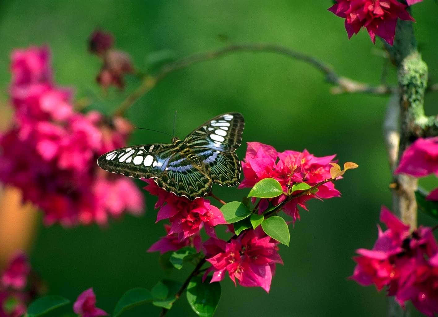 Butterfly Nature Flower Background