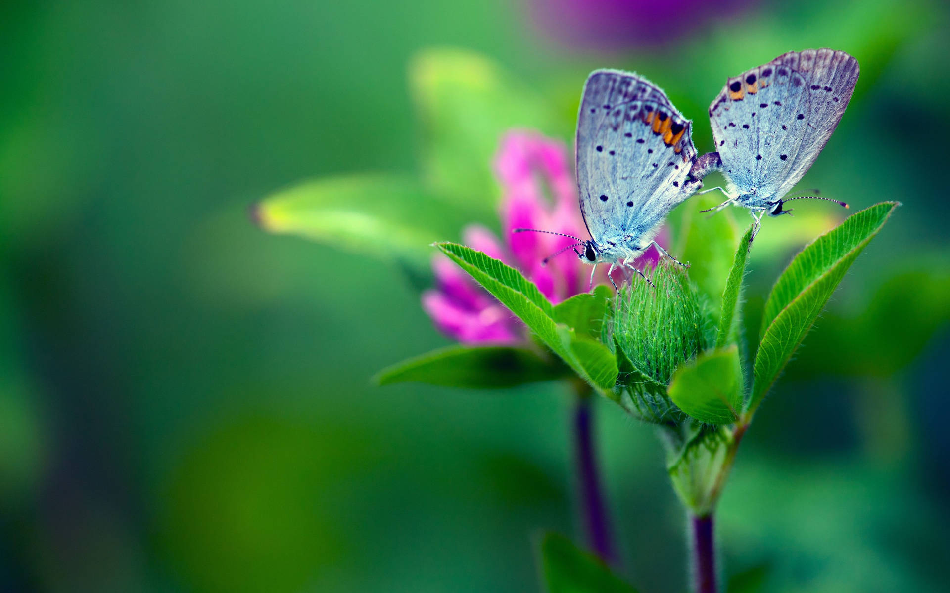 Butterfly On All-green Flower