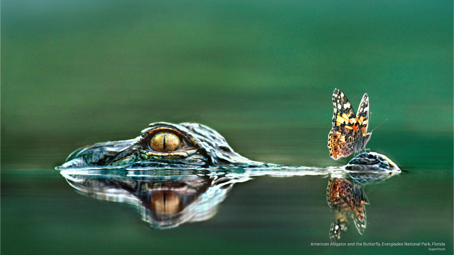 Butterfly On Alligator Everglades National Park Background