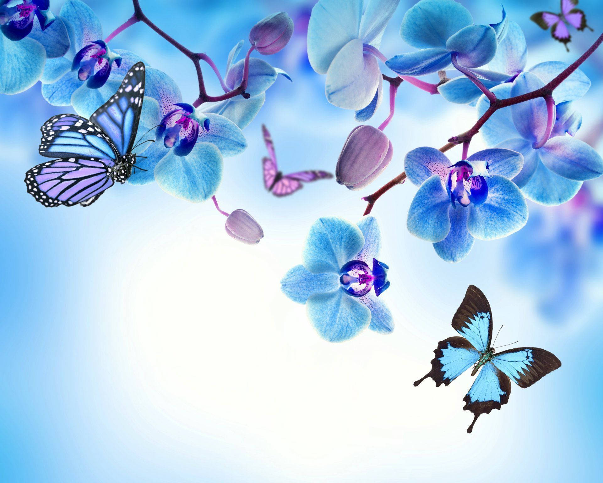 Butterfly On Blue-petaled Flower Background