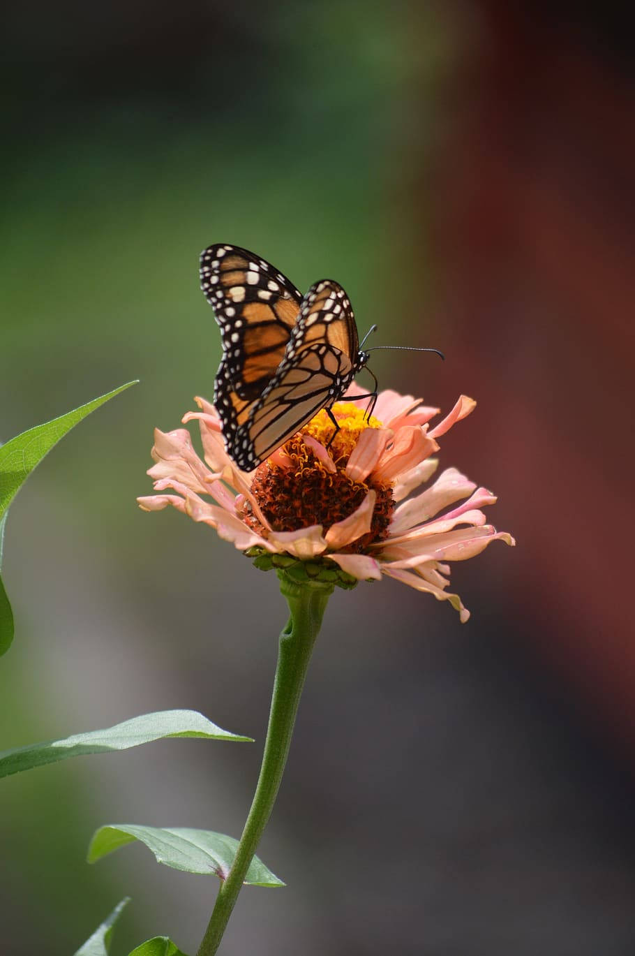 Butterfly On Dried Pink Flower Background