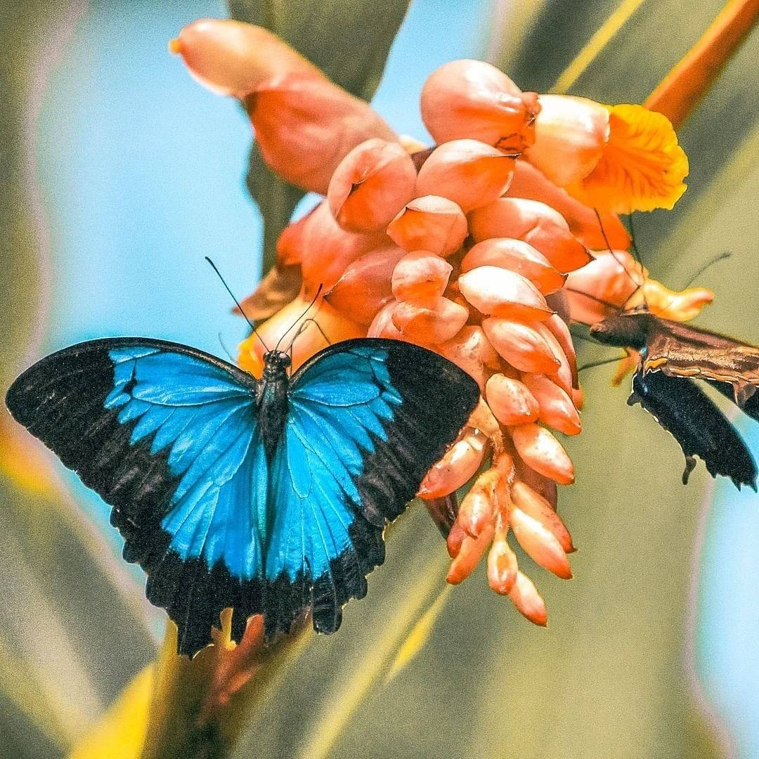 Butterfly On Flower Beautiful Painting