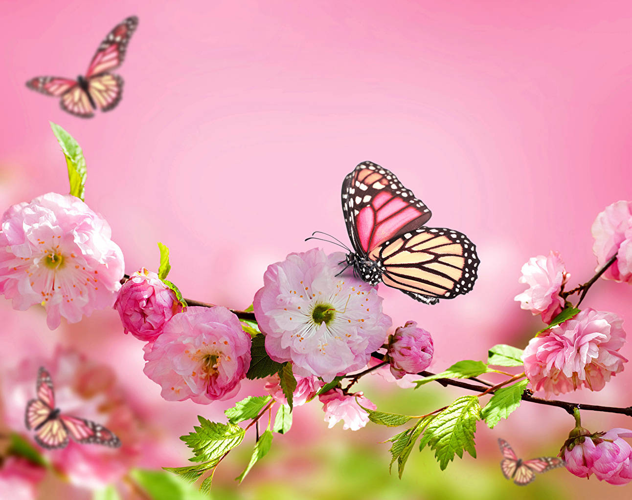 Butterfly On Flower Cherry Blossom