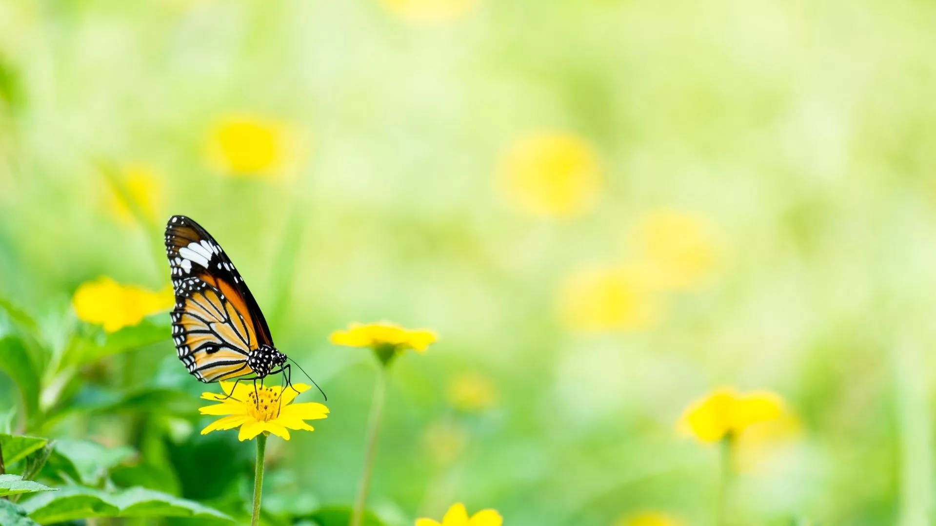 Butterfly On Flower Dandelion Background