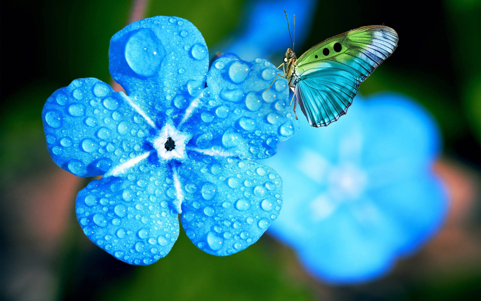 Butterfly On Flower Drenched In Water Droplets Background