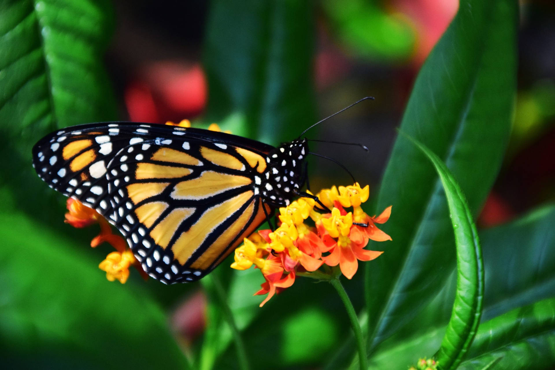 Butterfly On Flower Exotic