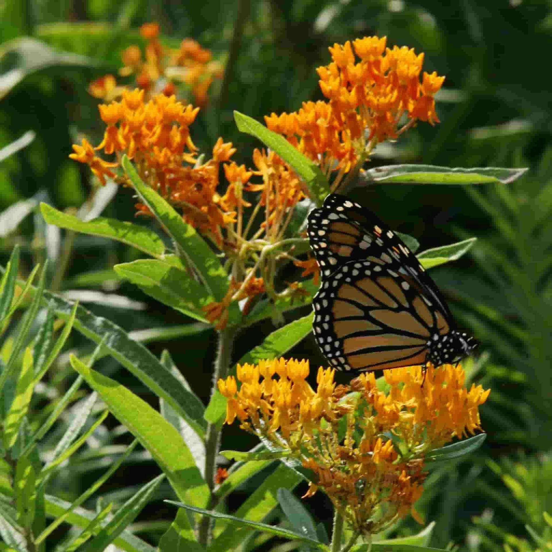 Butterfly On Flower In Sunny Garden