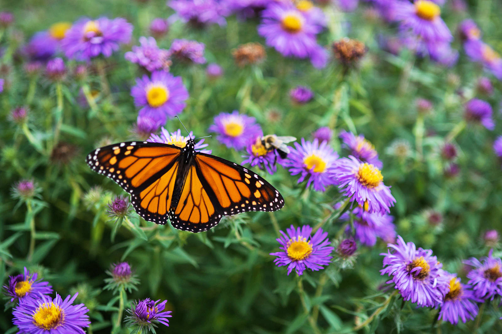 Butterfly On Flower Monarch Wings Background