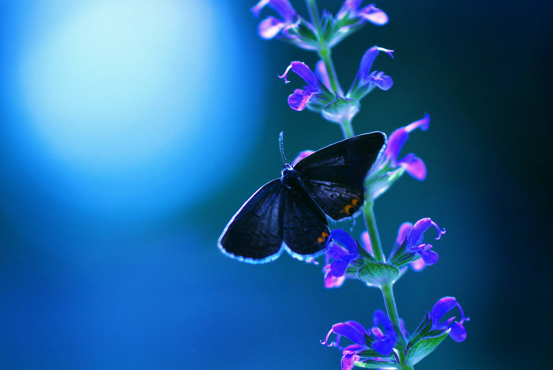 Butterfly On Flower Purple Wildflower Background