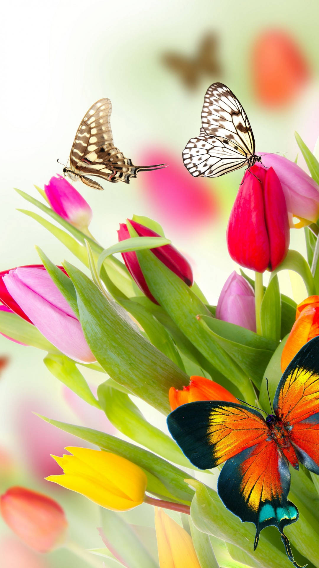 Butterfly On Flower Tulips