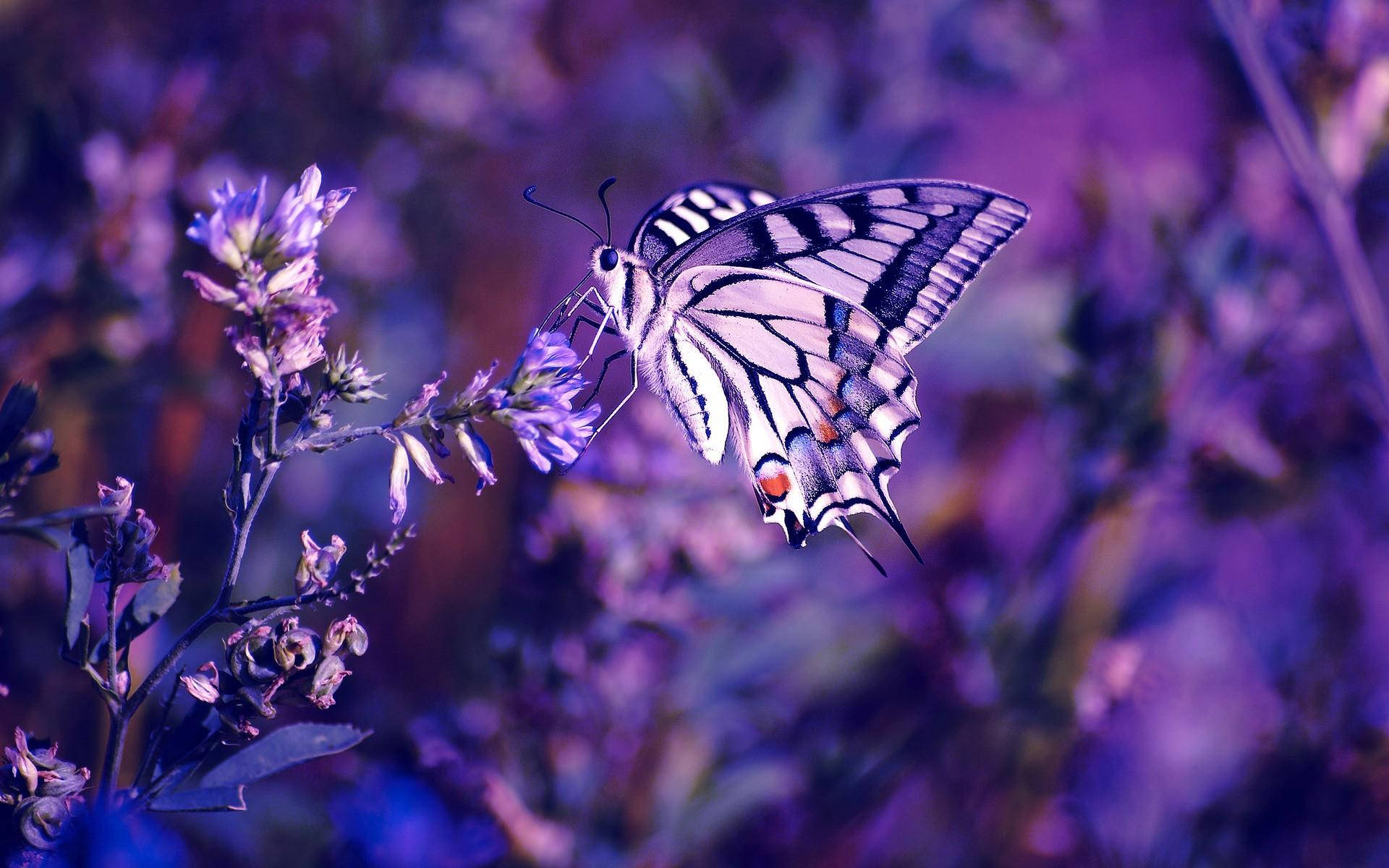 Butterfly On Lavender Flower Macro Background