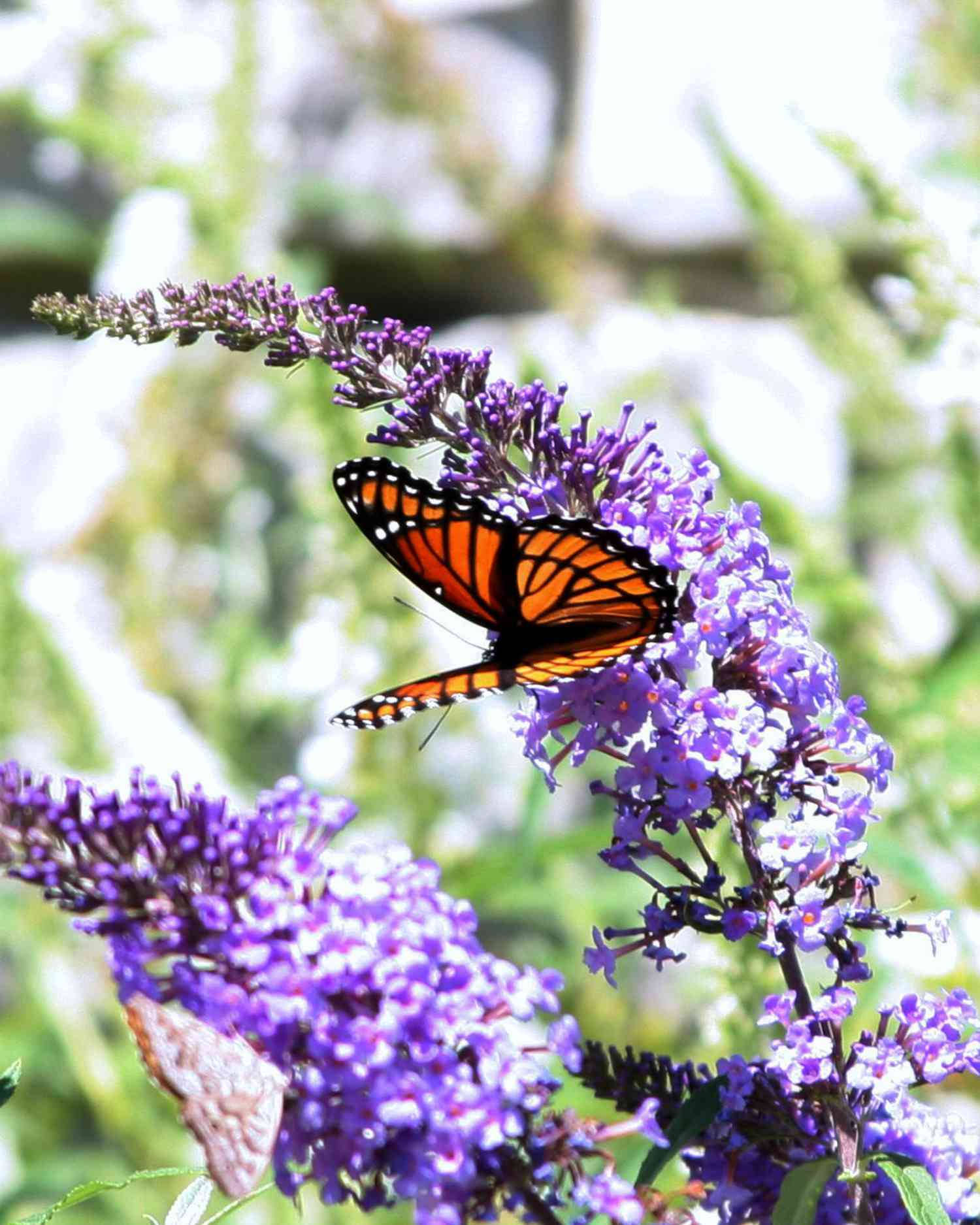 Butterfly On Lilac Flower Background