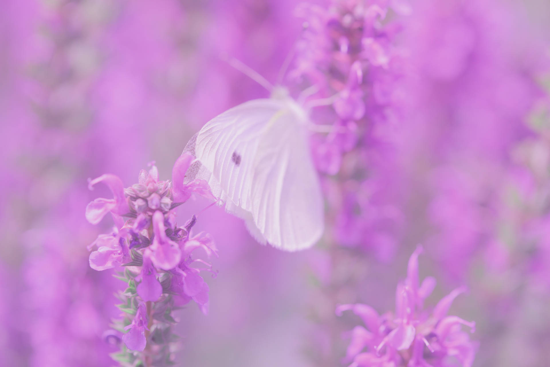 Butterfly On Lilac Flowers Background