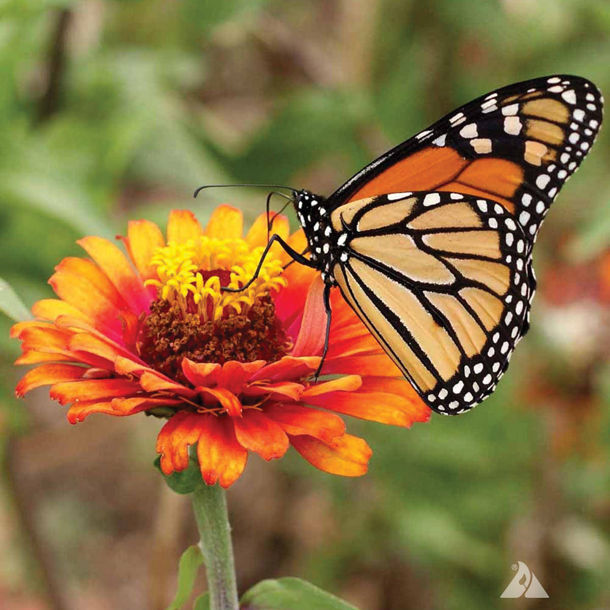 Butterfly On Orange Flower Background