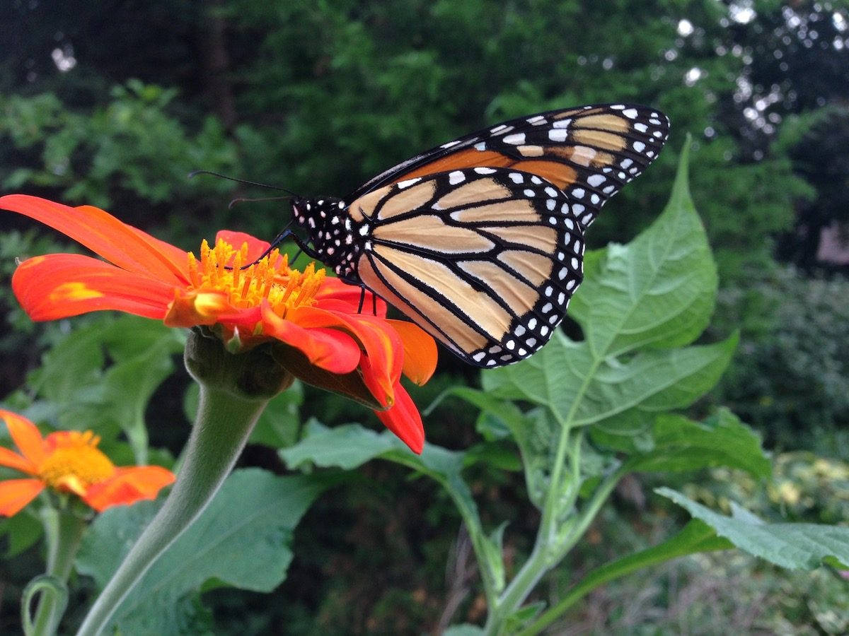 Butterfly On Orange Tithonia Flower Background